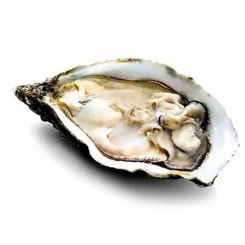 Hình ảnh Hàu đá sống