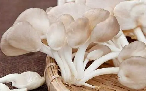 Hình ảnh NẤM THÊM