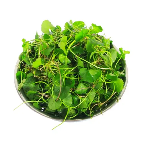 Hình ảnh Rau má đậu xanh