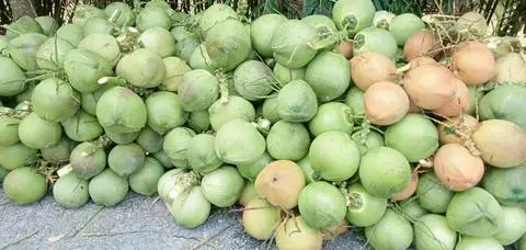 Hình ảnh dừa tươi trái lớn 