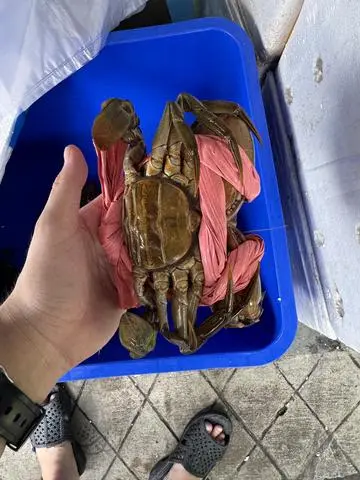 Hình ảnh Cua gạch Cà Mau 1kg - Chưa hấp