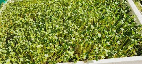 Hình ảnh Rau cải mầm/ Túi 300gr