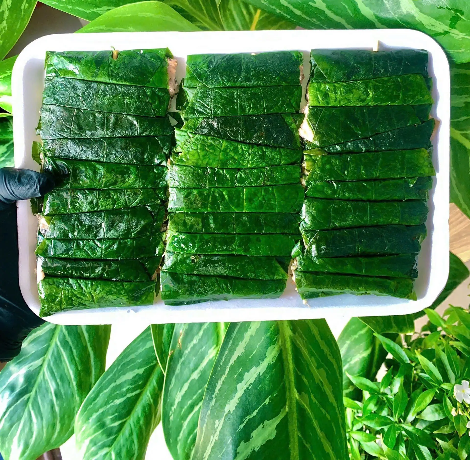 Hình ảnh Ốc Cuộn Lá Lốt 30 cuốn 