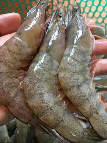 Hình ảnh Tôm Thêm Lẩu