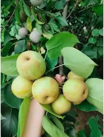 Hình ảnh Lê (1kg)