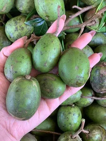 Hình ảnh Cóc Non Sốt Thái