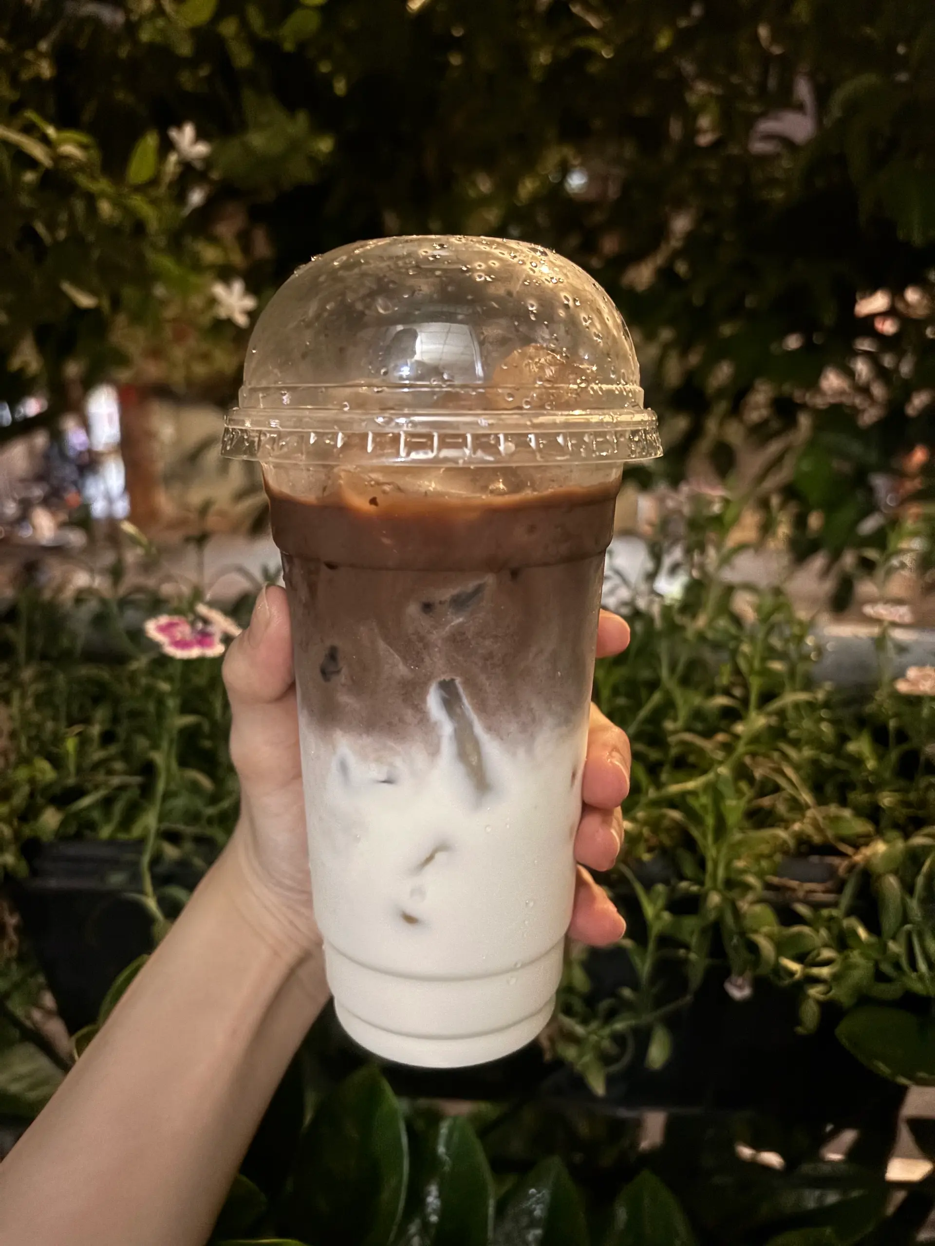 Hình ảnh Cacao sữa gấu