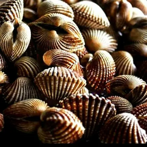 Hình ảnh Sò huyết lacos