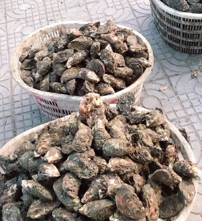 Hình ảnh Hàu sống không tách (1kg rửa sạch nên có hao hụt)