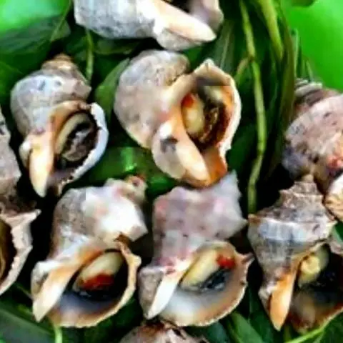 Hình ảnh Ốc gai nướng muối ớt