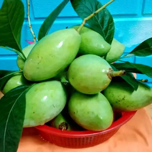Hình ảnh Xoài Non