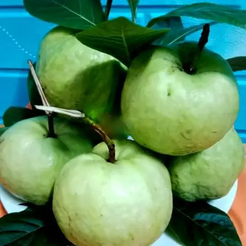 Hình ảnh Ổi Nữ Hoàng
