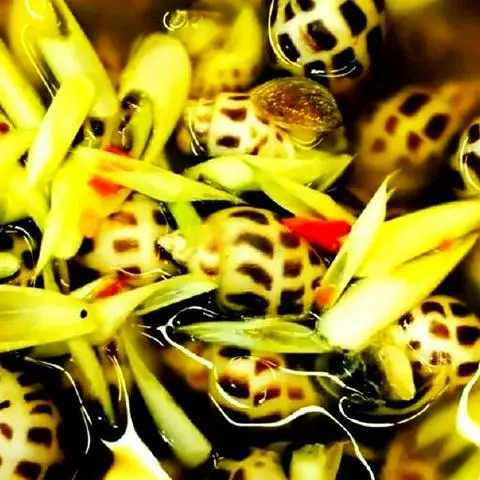 Hình ảnh Ốc hương xào sả ớt