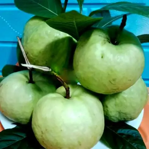 Hình ảnh Ổi Nữ Hoàng
