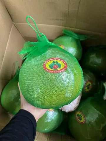 Hình ảnh Bưởi Lão Da Xanh Bến Tre