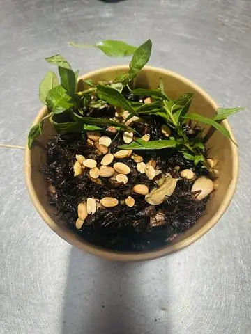 Hình ảnh Dế Chiên Mắm