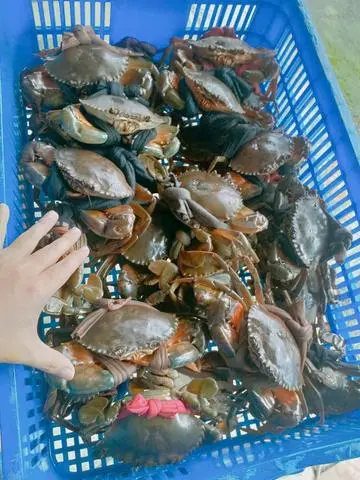 Hình ảnh Cua sống 3con kg bao ăn 