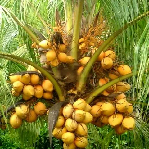 Hình ảnh Dừa xiêm - ly