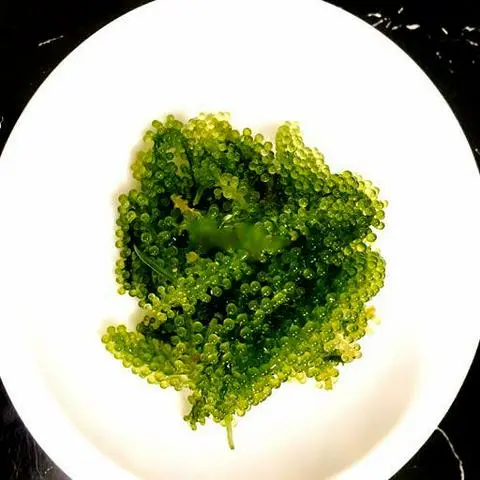 Hình ảnh Rong nho K3
