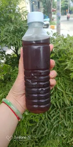 Hình ảnh Rong biển nhãn nhục