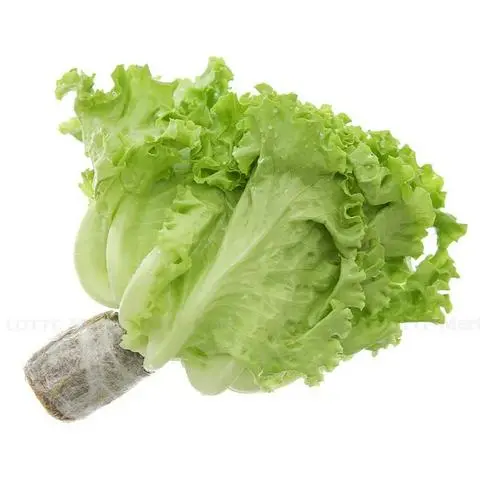 Hình ảnh gốc rau thuỷ canh 