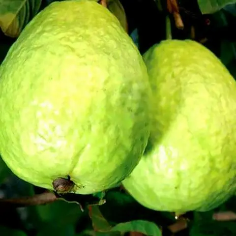 Hình ảnh Ép ổi đường phèn