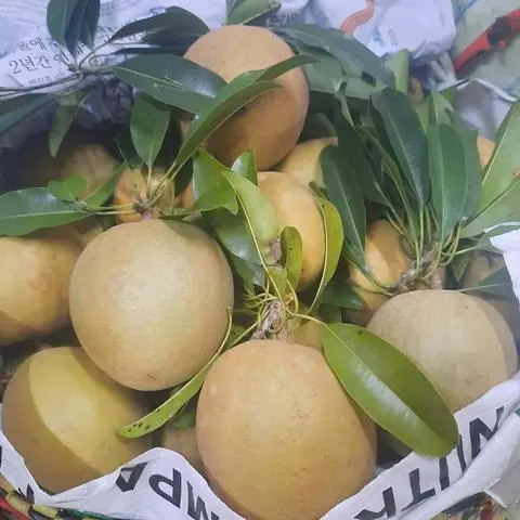 Hình ảnh sinh tố saboche 