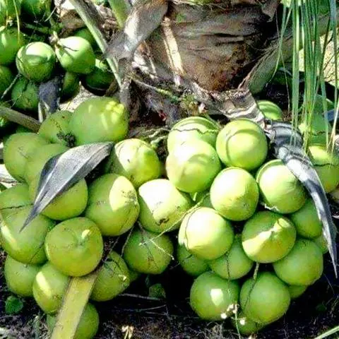 Hình ảnh Dừa xiêm - trái