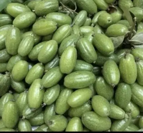 Hình ảnh Nhót chua _250gr