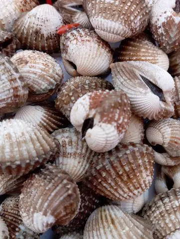 Hình ảnh sò huyết 