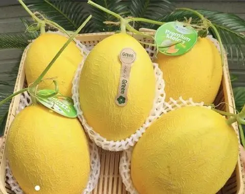 Hình ảnh DƯA HUỲNH LONG VÀNG 