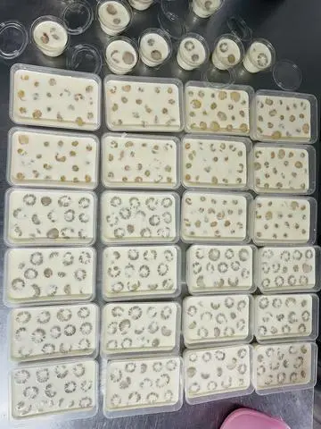 Hình ảnh khúc bạch siêu nhãn 