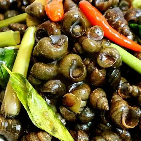Hình ảnh Ốc hút