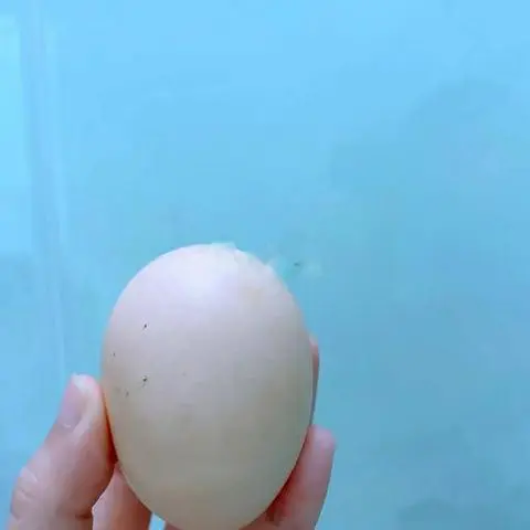 Hình ảnh Trứng gà 1 trứng