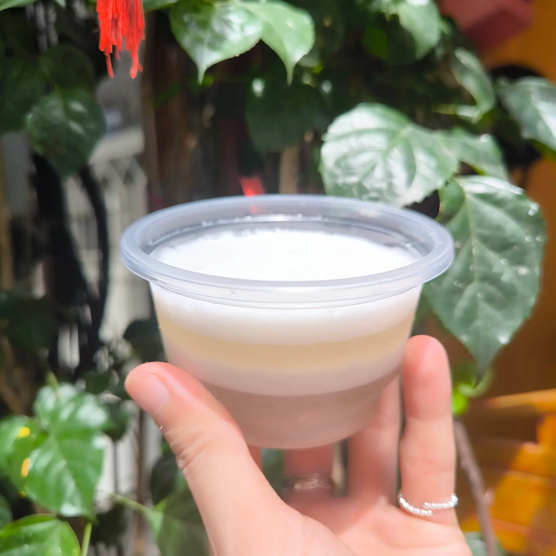 Hình ảnh RAU CÂU DỪA