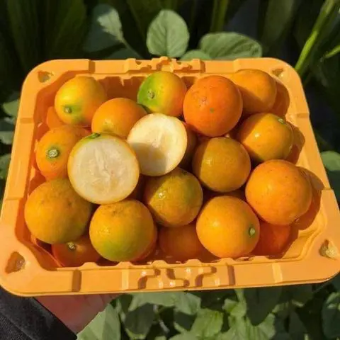 Hình ảnh Kim Quất (Hộp 550g)