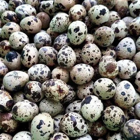 Hình ảnh Trứng cút luộc