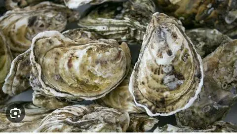 Hình ảnh Hàu Sữa Hấp 1KG 
