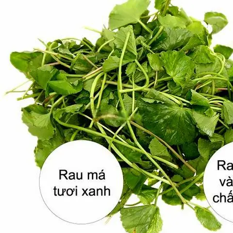 Hình ảnh Rau má đậu xanh