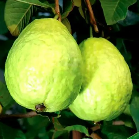 Hình ảnh Cam - ổi đường phèn