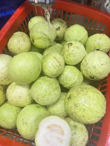 Hình ảnh trà ổi hồng