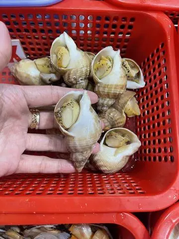 Hình ảnh Ốc Bulot