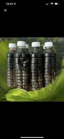 Hình ảnh Sâm sương sáo