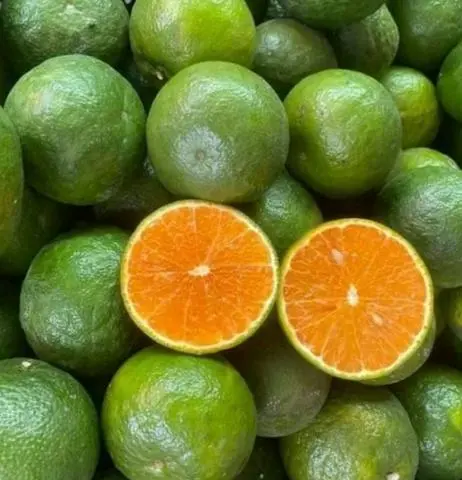 Hình ảnh Cam Cái Bè Lớn