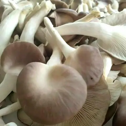 Hình ảnh Nấm thêm