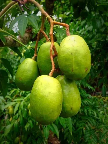 Hình ảnh Amrabella Juice L
