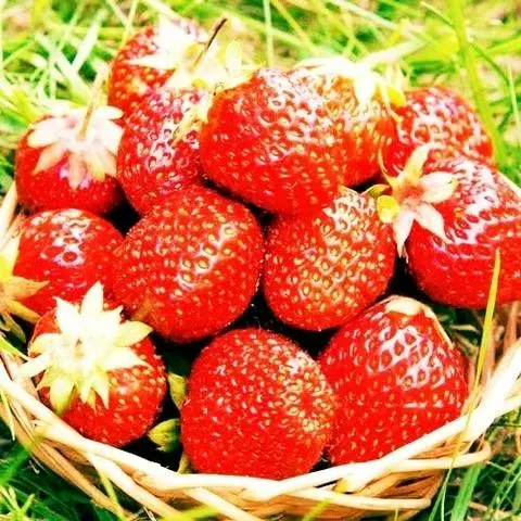Hình ảnh Dâu Tây Mộc Châu Size Nhỡ