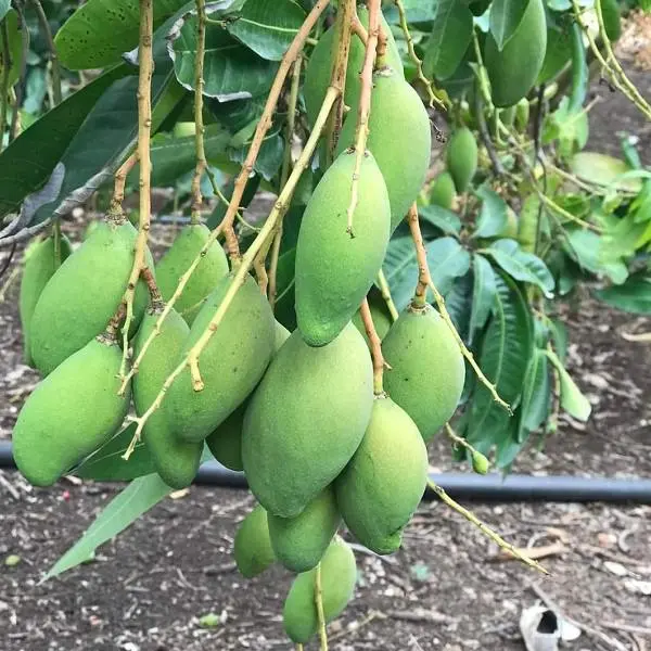 Hình ảnh xoài non còn vỏ 0,5kg