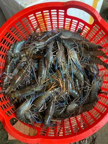 Hình ảnh tôm càng song 0,5kg