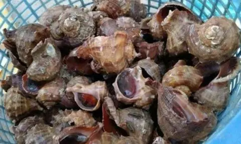 Hình ảnh Ốc miệng rộng nướng muối ớt